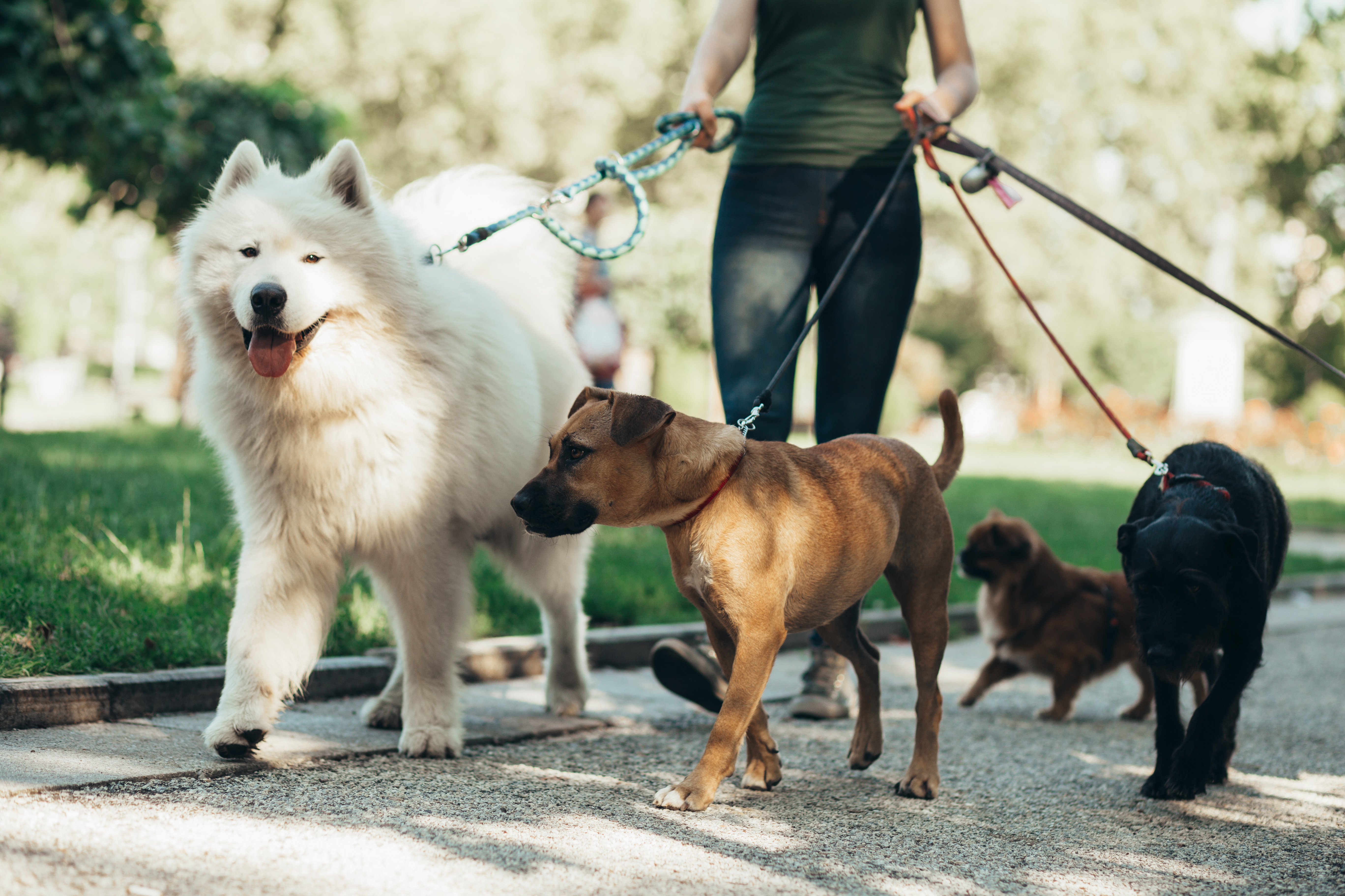 Walk the dog. Дог Волкер. Услуги для собак. Международный прогулок с собакой. Фото хукукий собак.