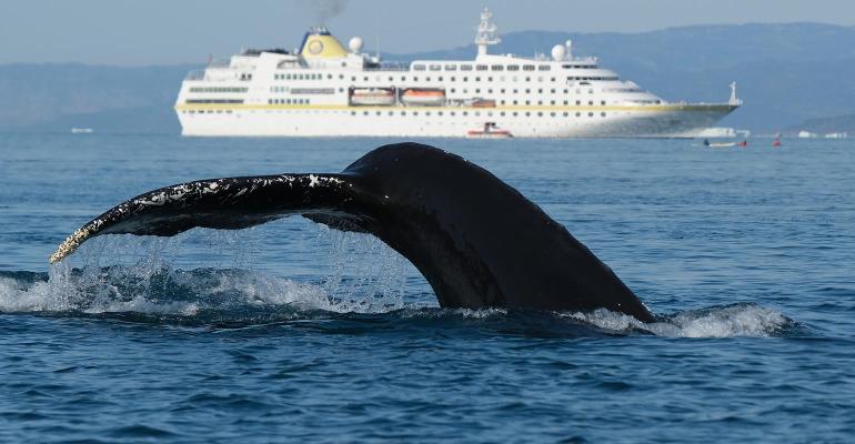 humpback whale cruise ship greenland coolcation