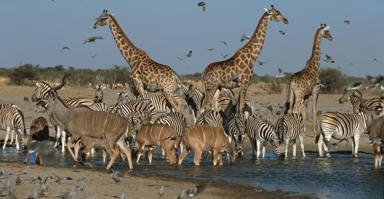 giraffes-watering-hole.jpg