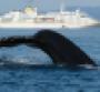 humpback whale cruise ship greenland coolcation