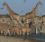 giraffes-watering-hole.jpg