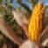 corn-harvest.jpg