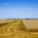 farm wheat field