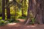 Path in Redwoods_1540.jpg