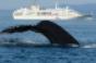 humpback whale cruise ship greenland coolcation