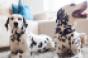 2 Dalmatian dogs relaxing in apartment
