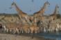 giraffes-watering-hole.jpg